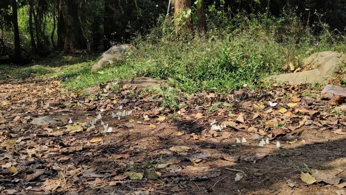 ฝูงผีเสื้อนับพันบุกแก่งวังวนโคราช อวดโฉมรับหน้าร้อน