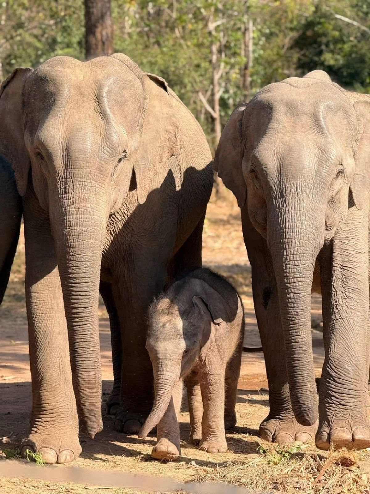 ข่าวดีป่าซับลังกา น้องกุมภา สมาชิกใหม่ตัวที่ 71 คืนช้างสู่ธรรมชาติ