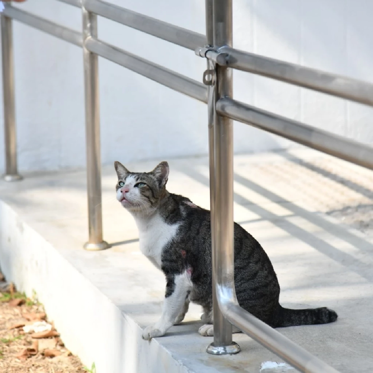 กทม. เร่งช่วยแมวสวนลุมฯ ติดเชื้อรากินเนื้อไปรักษา พร้อมคุมเข้มมาตรการปล่อยสัตว์ทิ้ง