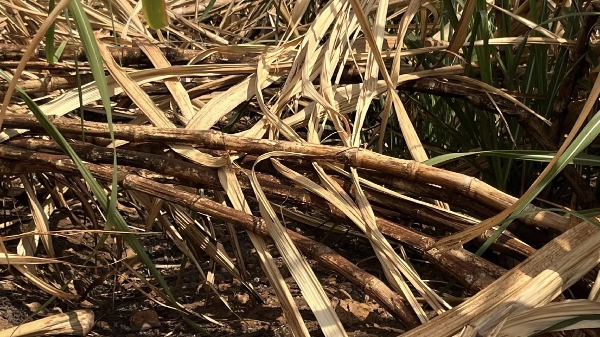 อ้อยชายแดนพังยับ สงครามเขมรทำระส่ำ วิกฤติรุนแรงที่สุด