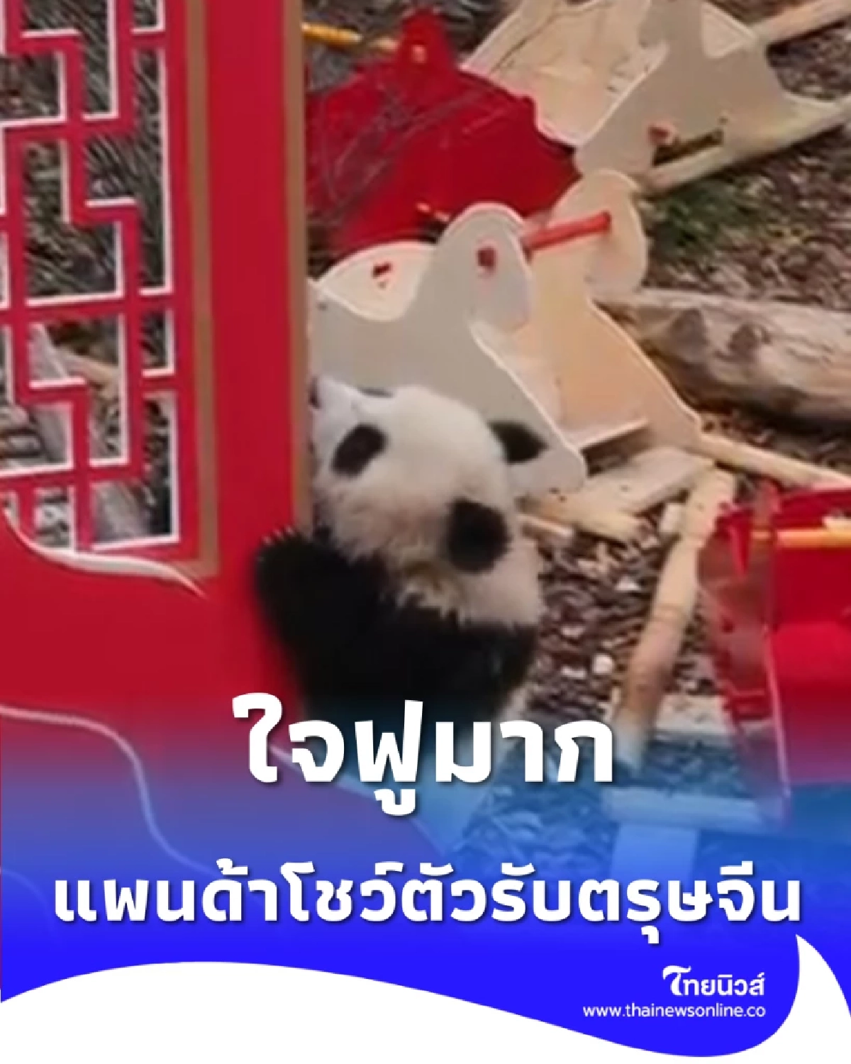 ใจฟูมาก แก๊งแพนด้าเกิดใหม่ 45 ตัว โชว์ตัวรับตรุษจีนปีมะเมีย