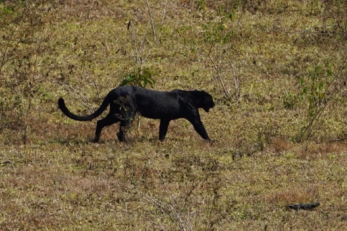 เผยภาพ "เสือดำ" กลางกุยบุรี สะท้อนความสมบูรณ์ผืนป่า