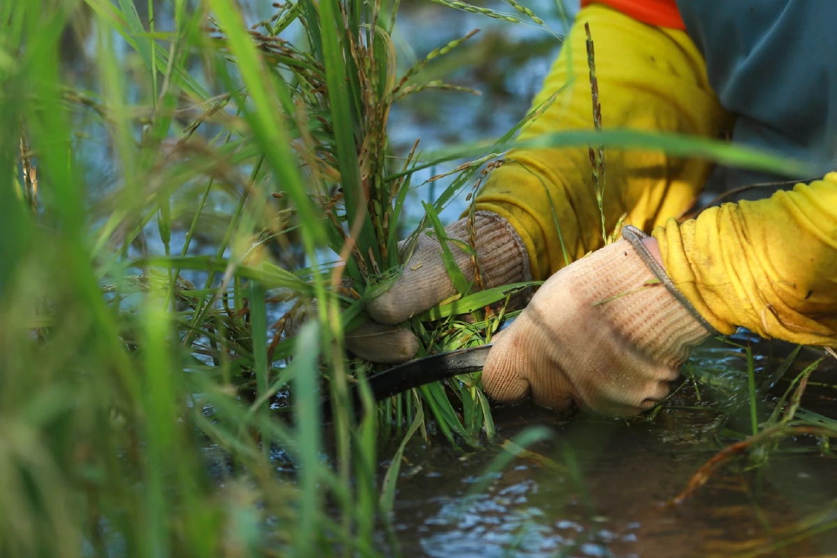 เฮสนั่น ไฟเขียวเพิ่ม 1,792.061 ล้าน งบช่วยชาวนาปี 2568/69