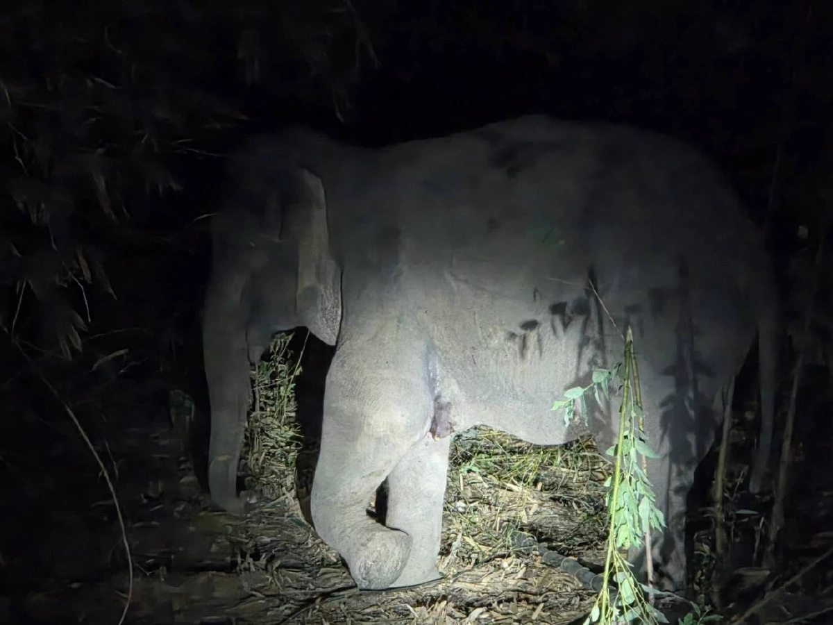 เร่งช่วยแม่ช้างป่าเขาอ่างฤาไนขาหน้าบวมอักเสบ พบน้ำนมมีเลือดซึม