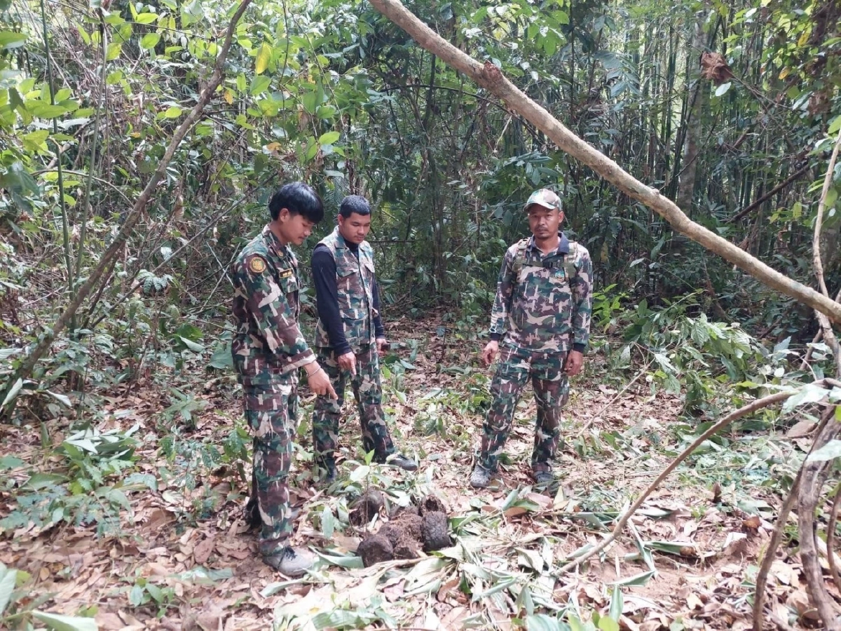 ลุ้นระทึก เจ้าหน้าที่บุกผลักดัน พลายหูแหว่ง คืนป่าลึก ตลอด 24 ชม.