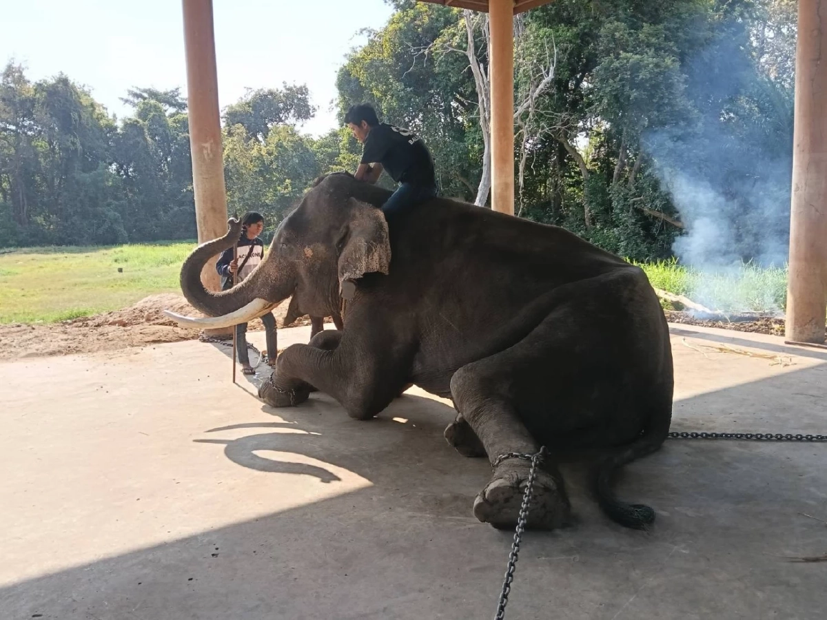 ช้างสุรินทร์ป่วยด่วน! สัตวแพทย์รุดช่วยด่วนหลังได้รับสายแจ้งเหตุ