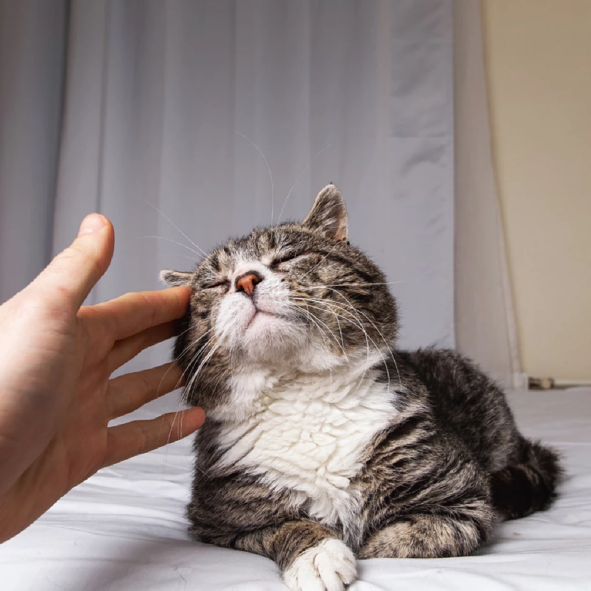 วิธีสังเกตอาการแมวสูงวัย สัญญาณบอกเหตุเมื่อเจ้าเหมียวเริ่มแก่