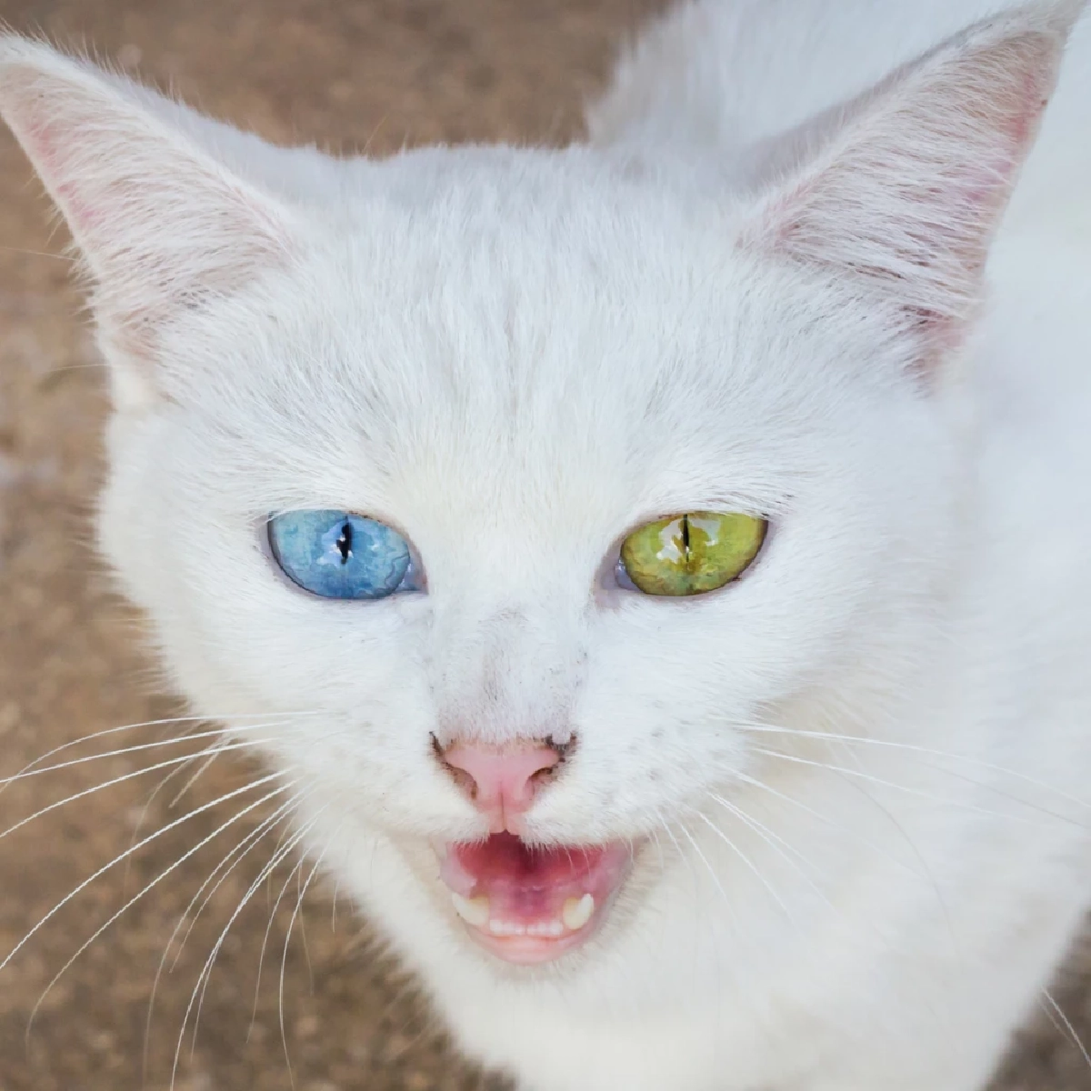 เจาะลึกแมวตา 2 สี (Odd-eyed) ความงามจากยีนที่หาดูยาก