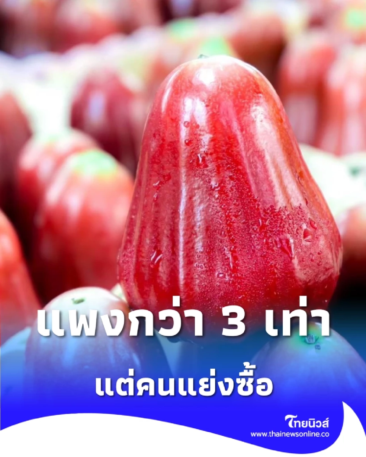 ขึ้นแท่นของดี ชมพู่คลองหาด คว้าเครื่องหมาย GI ราคาสูงกว่าทั่วไป 3 เท่า