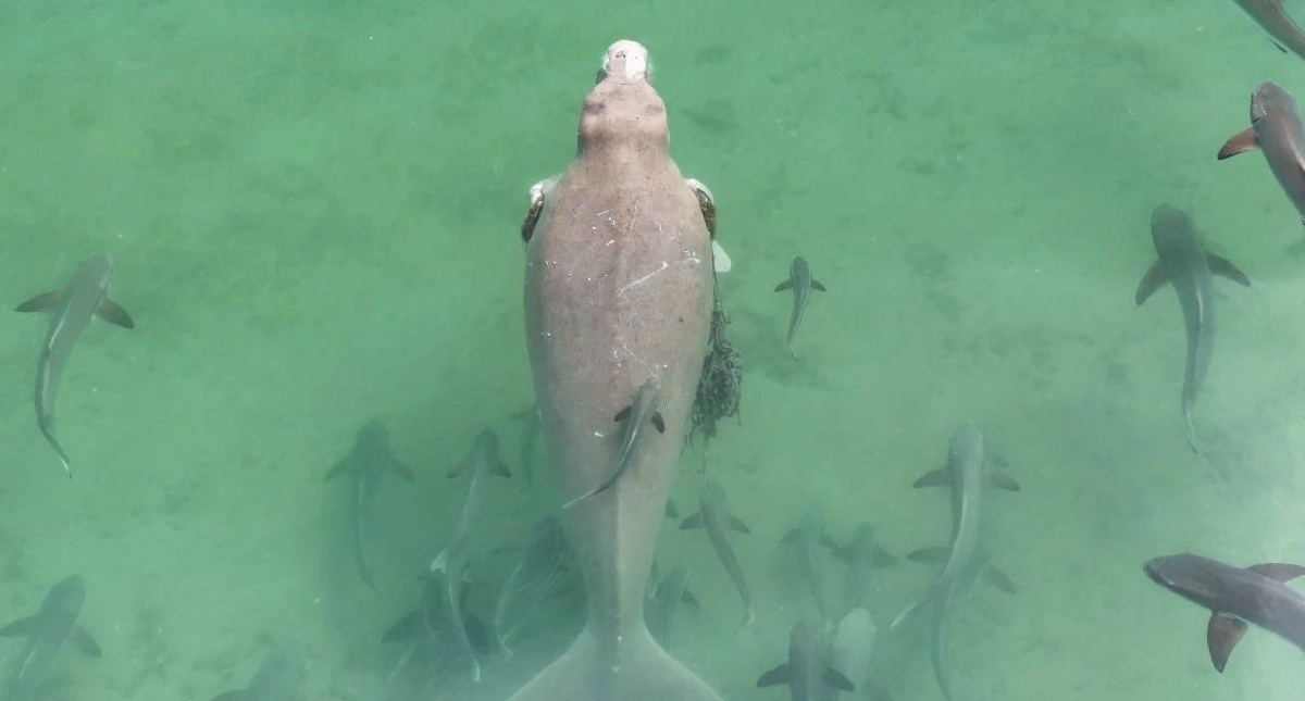 พบพะยูนเกาะลิบง 4 ตัว สุขภาพดี แต่ 1 ตัวมีเชือกพันครีบ เร่งช่วยด่วน