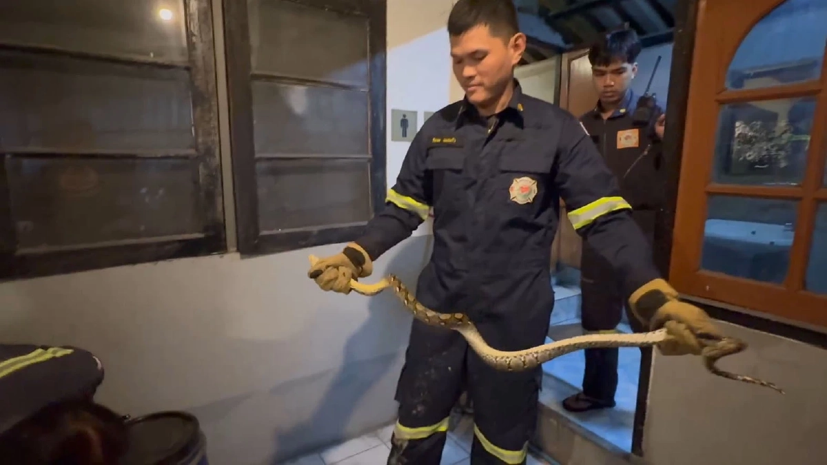 บุกจับงูเหลือมตัวเท่าแขนซุกหลังคาห้องน้ำร้านอาหารย่านบางพลี