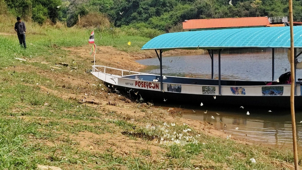 ฝูงผีเสื้อนับพันบุกแก่งวังวนโคราช อวดโฉมรับหน้าร้อน