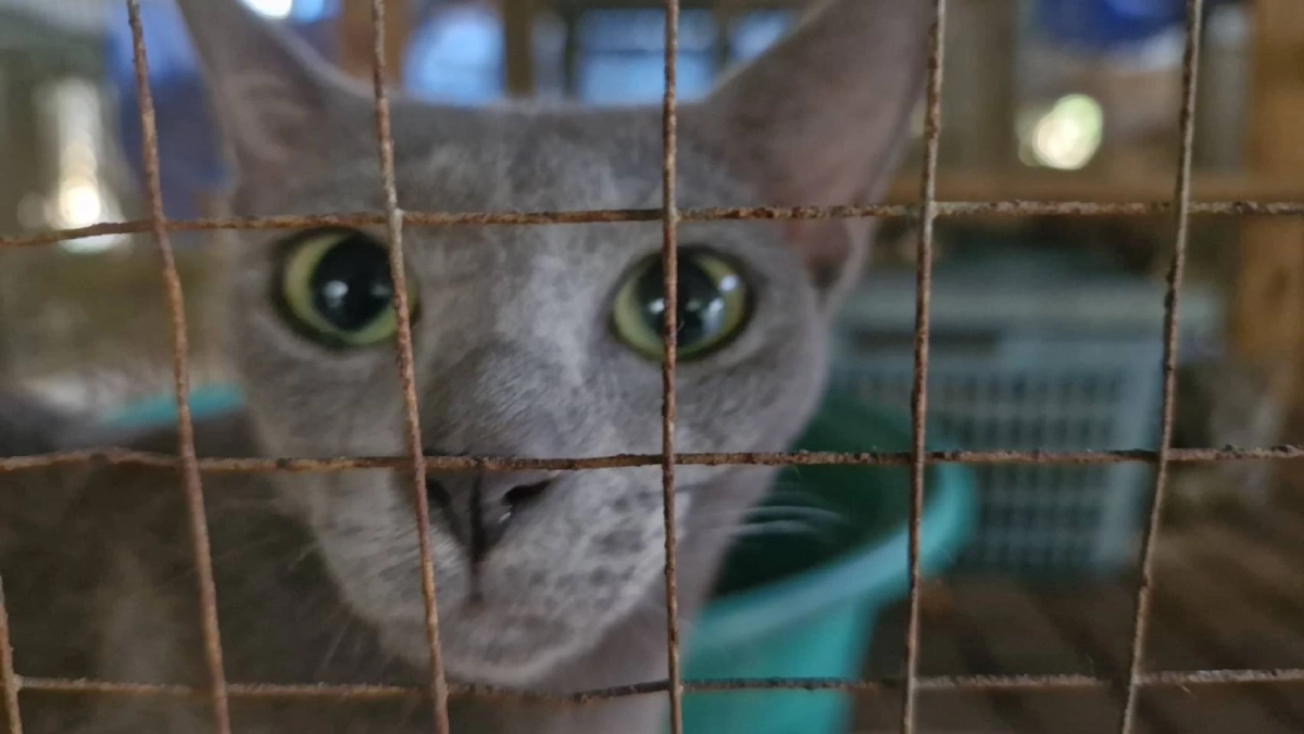 โคราชเดินหน้าขยายพันธุ์แมวสีสวาด หลัง ครม.ยกแมวไทยเป็นเอกลักษณ์ชาติ