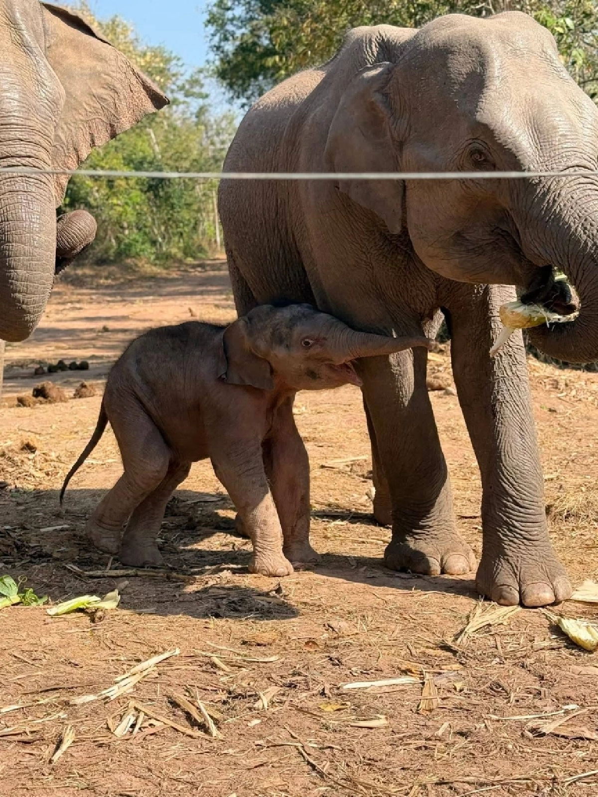 ข่าวดีป่าซับลังกา น้องกุมภา สมาชิกใหม่ตัวที่ 71 คืนช้างสู่ธรรมชาติ