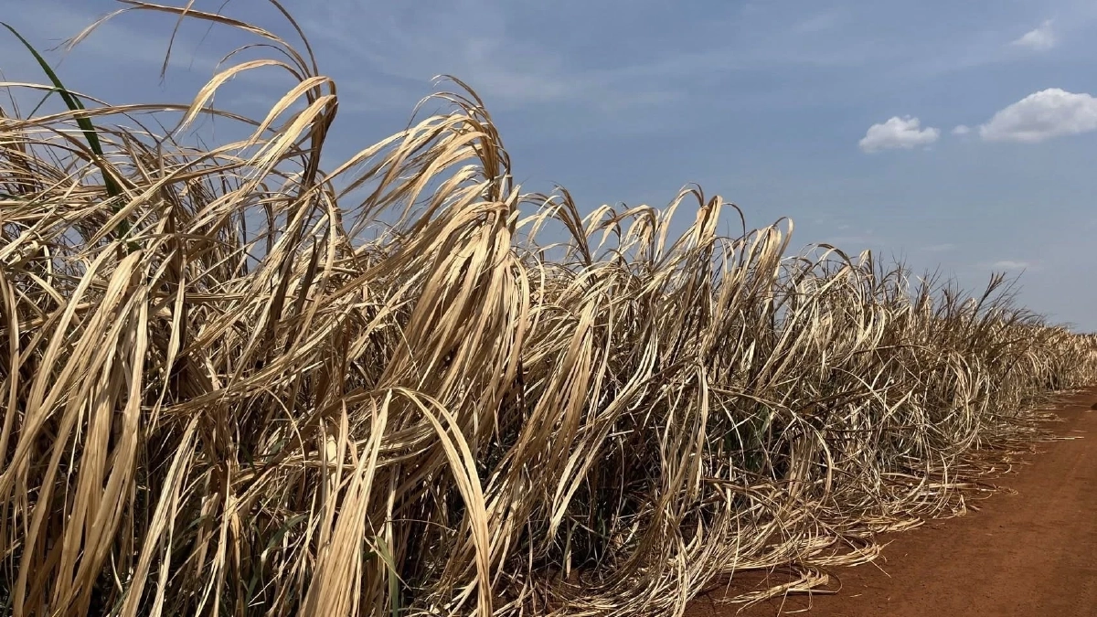 อ้อยชายแดนพังยับ สงครามเขมรทำระส่ำ วิกฤติรุนแรงที่สุด