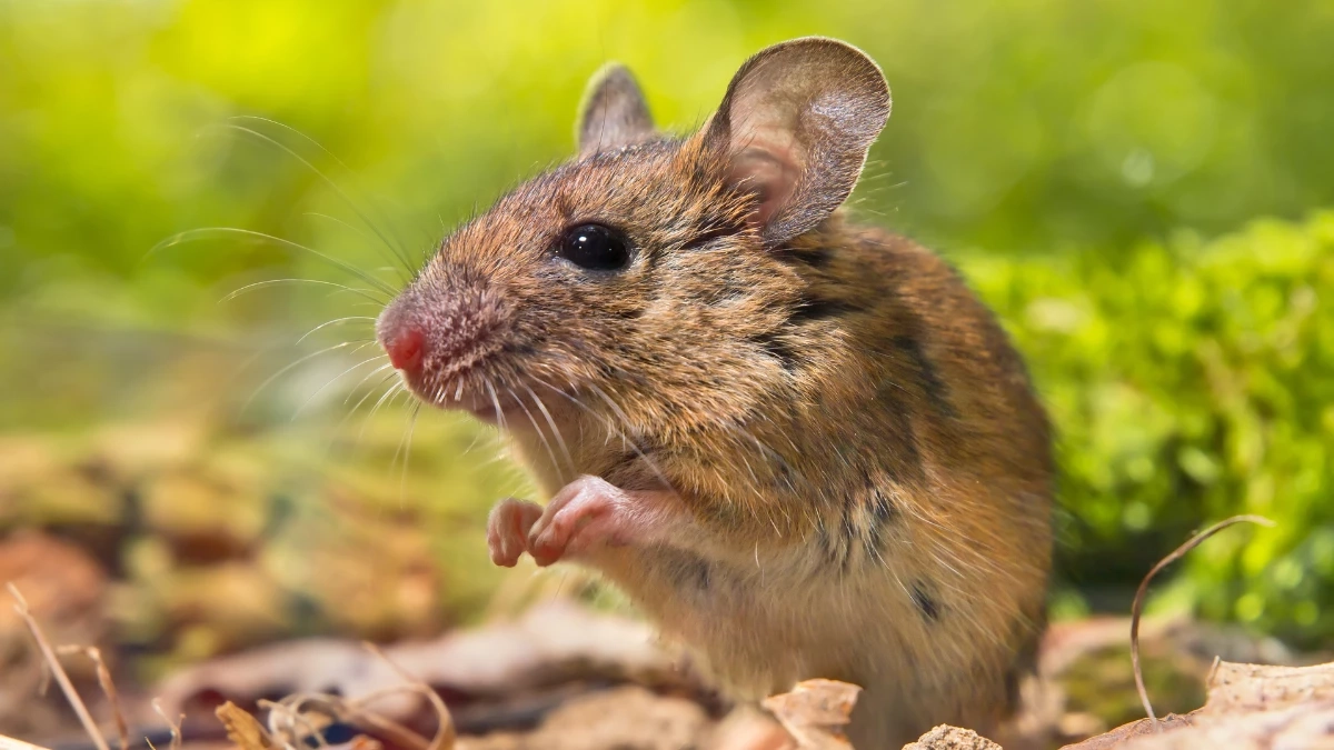  ฮันตาไวรัสภัยใกล้ตัว ยืนยันพบร่องรอยเชื้อในหนูใกล้บ้านผู้เสียชีวิต