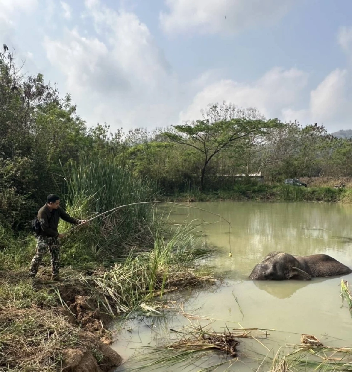 กรมอุทยานฯ แจง พลายด้วน ไม่ได้กินพลาสติกเร่งให้ยาฆ่าเชื้อ 7 วัน