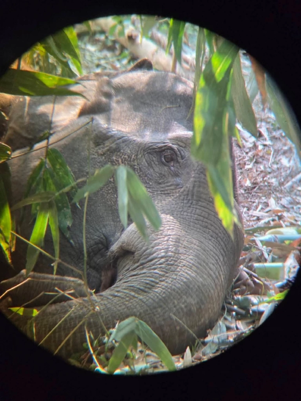 ปาฏิหาริย์มีจริง! ช้างป่าสระแก้วฮึดสู้ ลุกยืนเองได้แล้ว