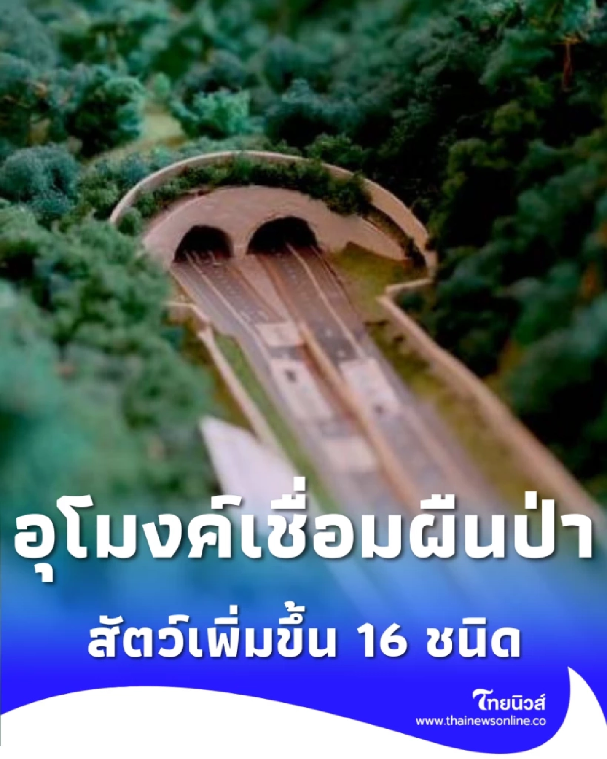 สัตว์เพิ่มขึ้น 16 ชนิด อุโมงค์เชื่อมป่า ทล.304 ใช้งานได้จริง
