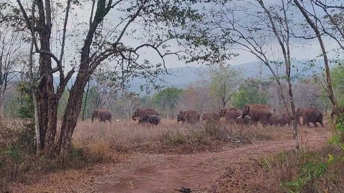 สั่งสกัดฝูงช้างป่า 24 ตัว บุกถนนสายหลัก หวั่นทะลักภูเวียง