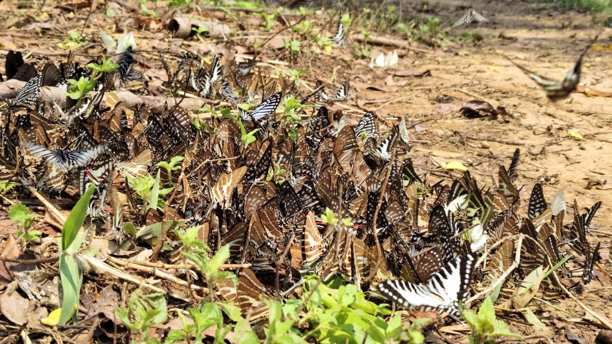 ฝูงผีเสื้อนับพันบุกแก่งวังวนโคราช อวดโฉมรับหน้าร้อน