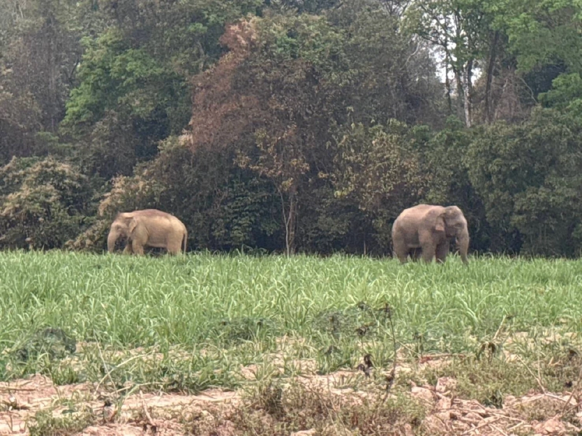 ที่มา : กรมอุทยานแห่งชาติ สัตว์ป่า และพันธุ์พืช