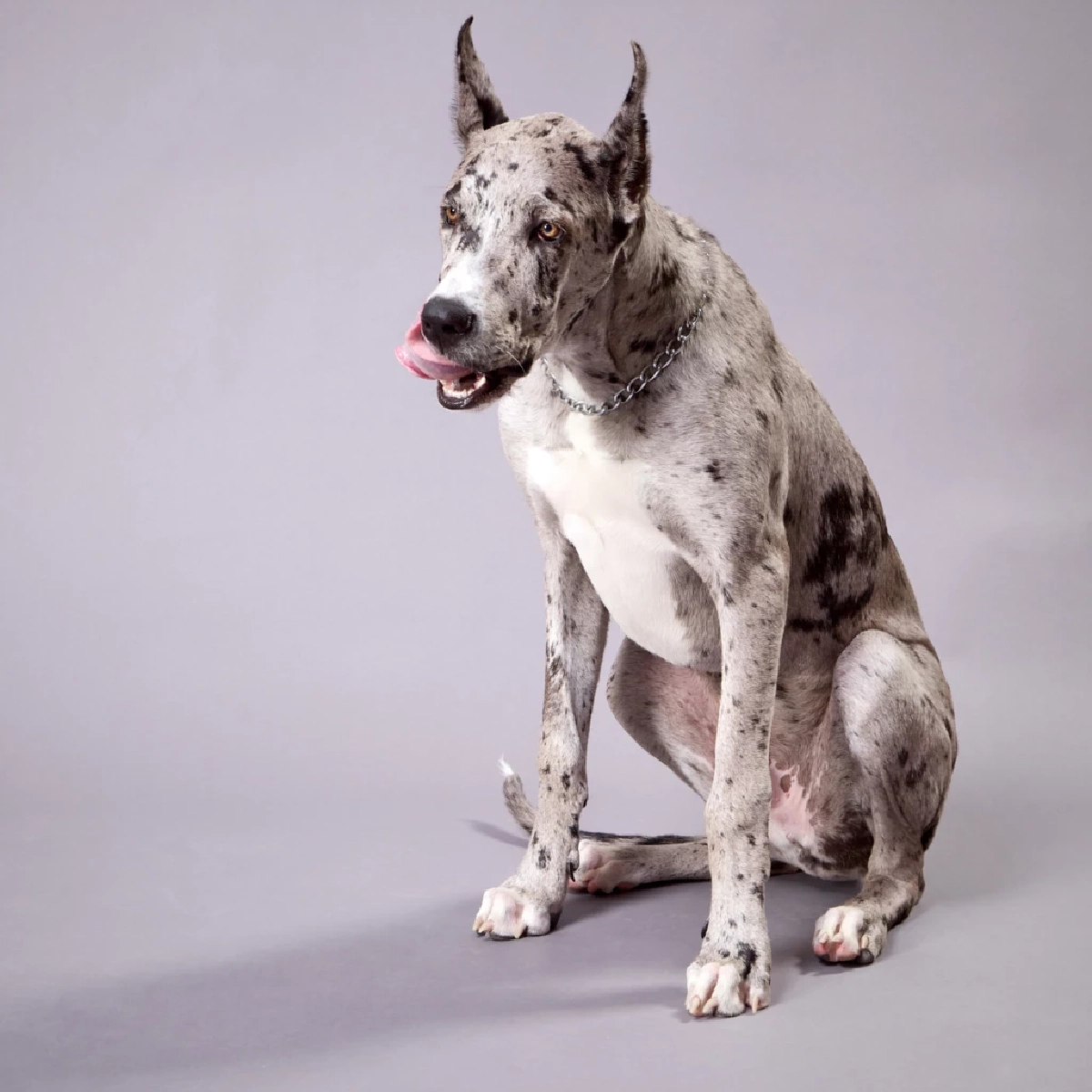 สรุปอาการโรคหัดสุนัข วิธีติดต่อ และแนวทางป้องกันที่ถูกต้อง