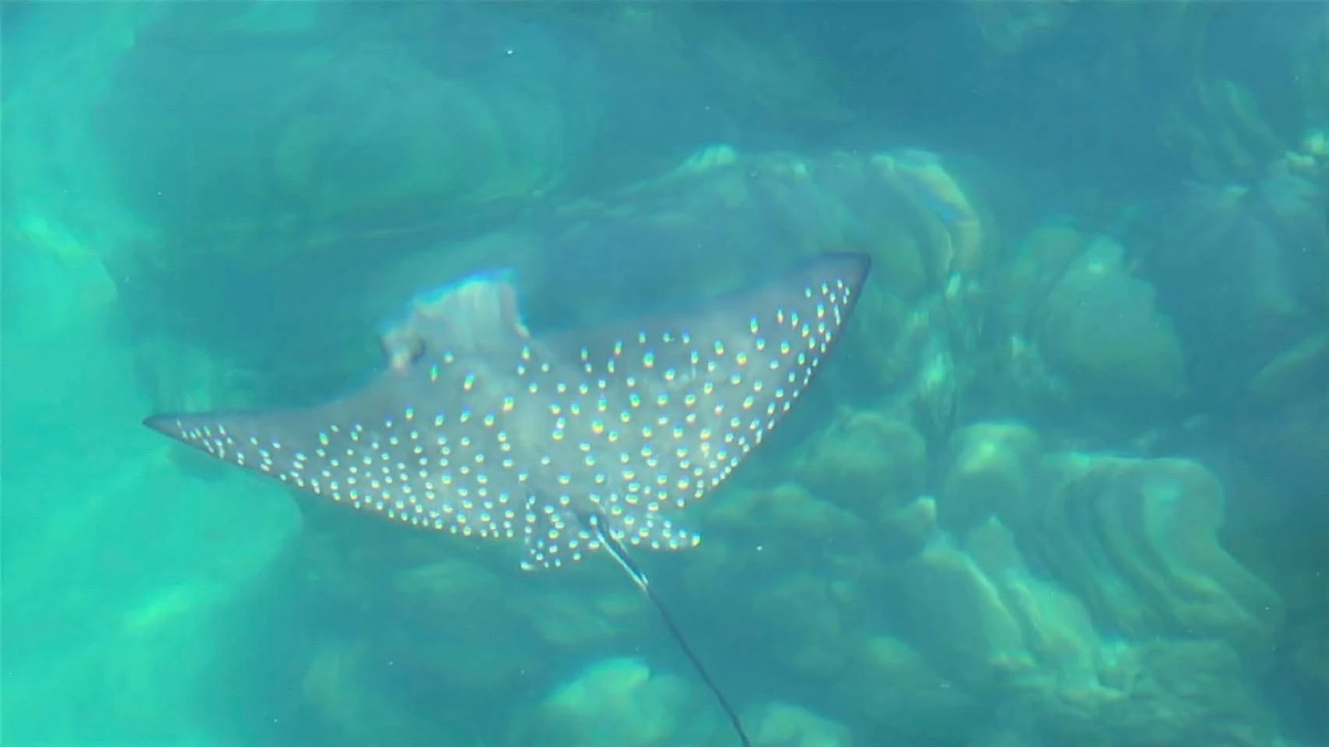 อุทยานฯ ตะรุเตา พบกระเบนนกจุดขาว สัตว์หายากใกล้สูญพันธุ์