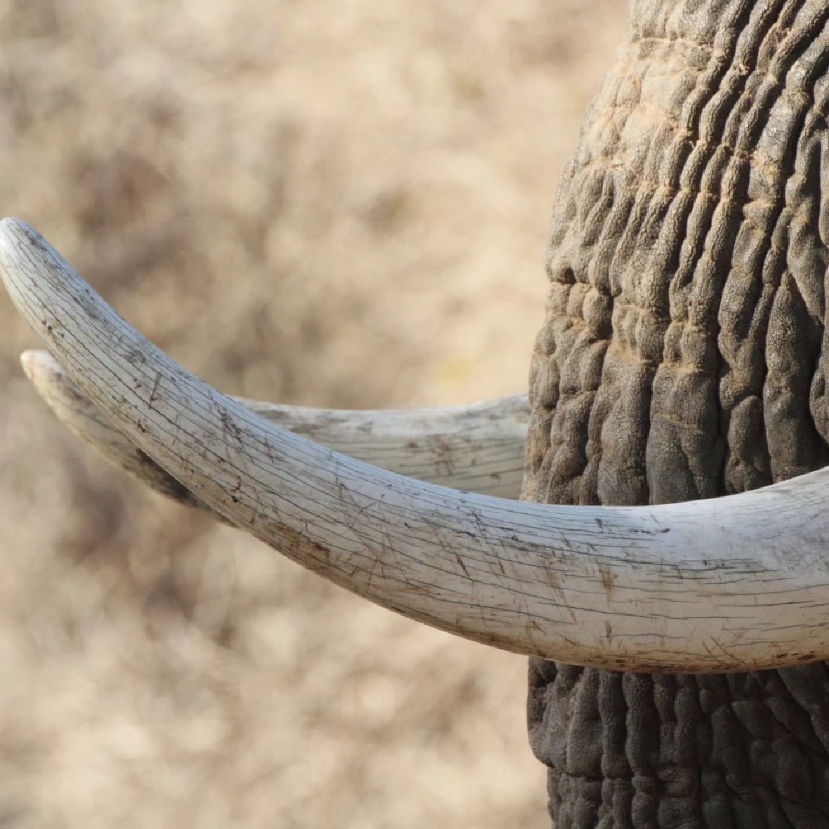 ความลับพฤติกรรม "ช้าง" มีอาการถนัดงาข้างเดียวเหมือนมนุษย์