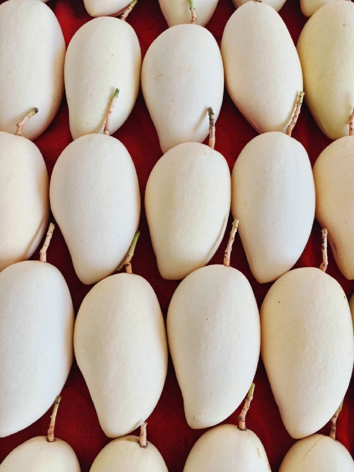 เปิดโผ Top 5"มะม่วง GI"ไทย  มูลค่าสูง กรมทรัพย์สินทางปัญญา ชูจุดแข็งอัตลักษณ์พื้นถิ่น-คุณภาพมาตรฐานโลก