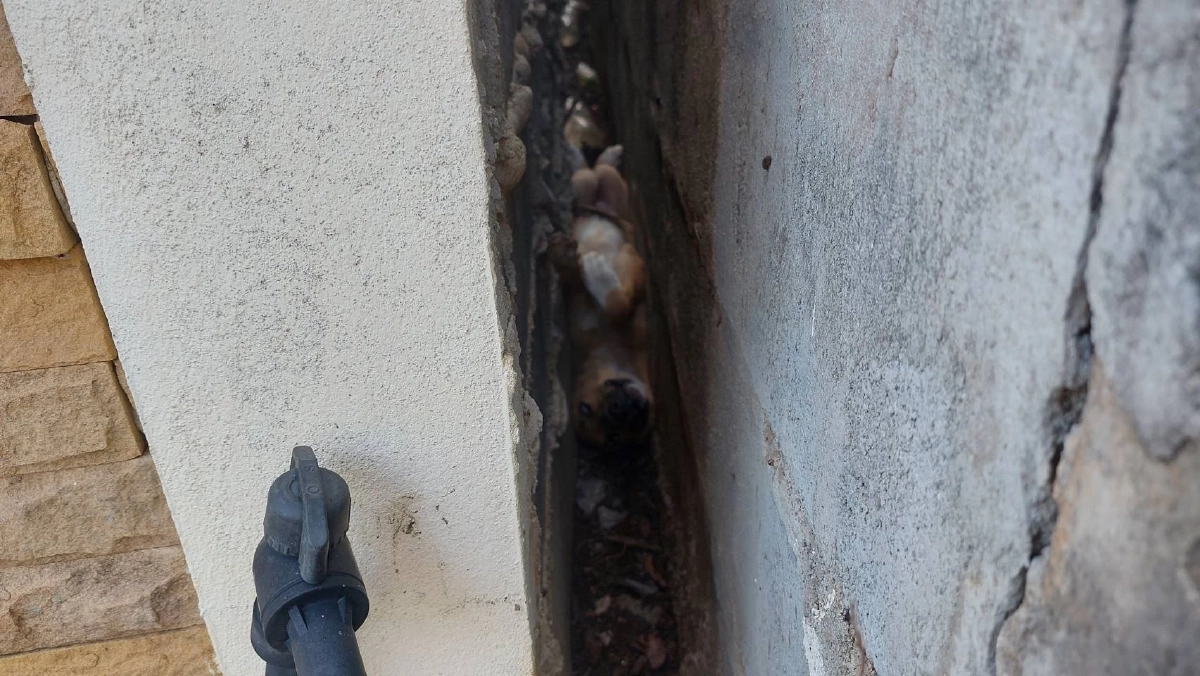 นาทีชีวิต! ช่วยลูกหมาติดซอกกำแพงแคบ ร้องระงมข้ามคืน