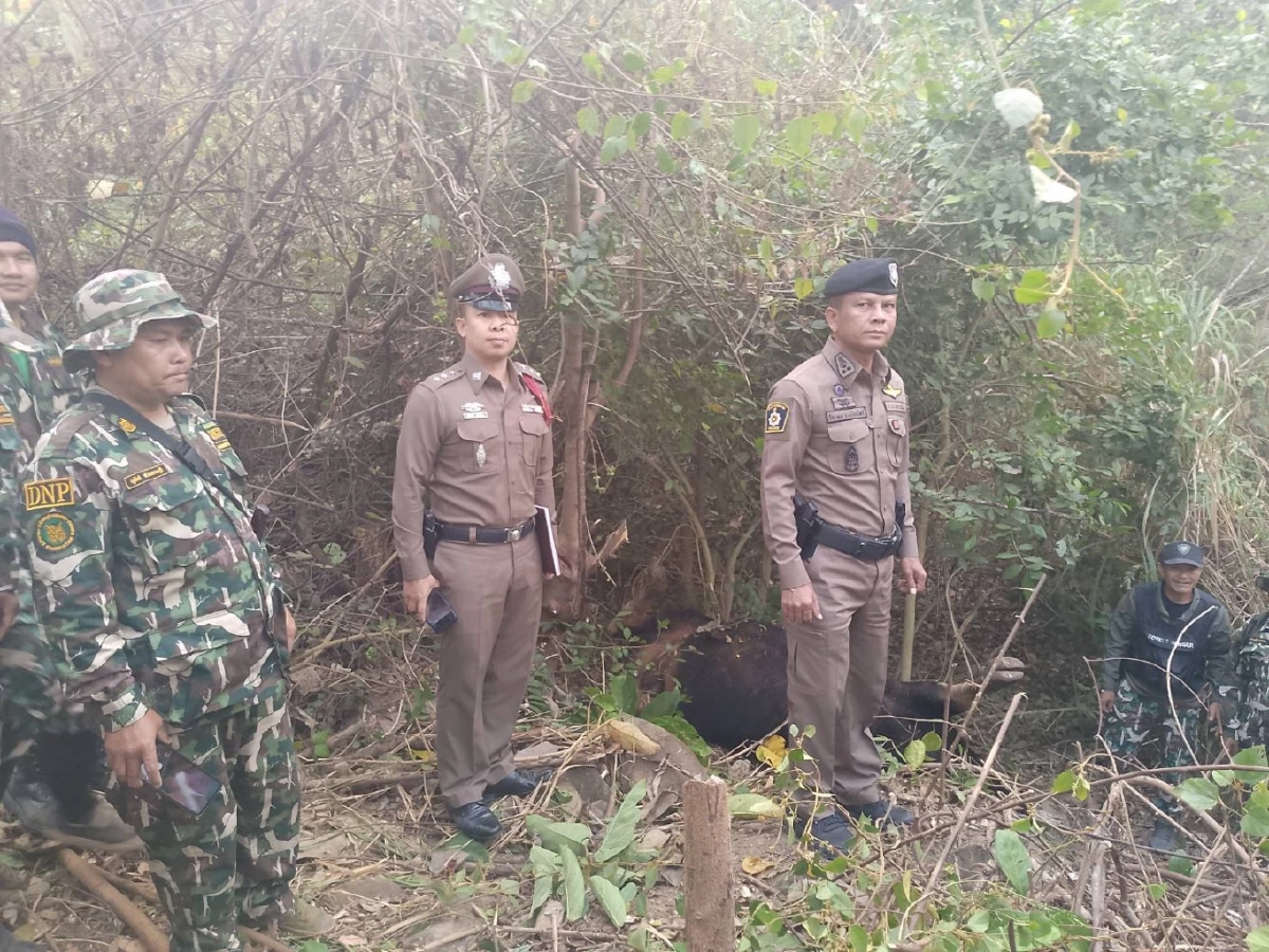 สลด! รถบรรทุกชนกระทิงป่าเขาใหญ่ดับ เจ้าหน้าที่จ่อฟัน พ.ร.บ. สัตว์ป่าฯ