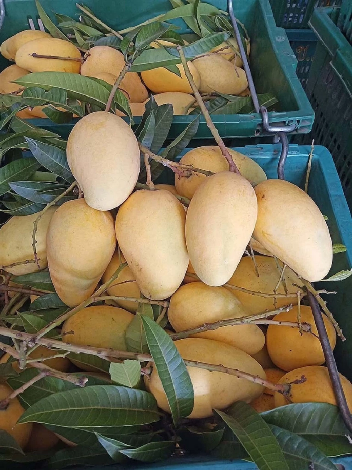 เปิดโผ Top 5"มะม่วง GI"ไทย  มูลค่าสูง กรมทรัพย์สินทางปัญญา ชูจุดแข็งอัตลักษณ์พื้นถิ่น-คุณภาพมาตรฐานโลก