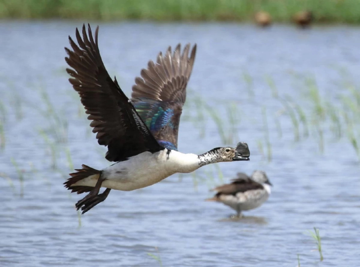 สำนักอนุรักษ์สัตว์ป่า เผยความสำเร็จการฟื้นฟูประชากร เป็ดหงส์