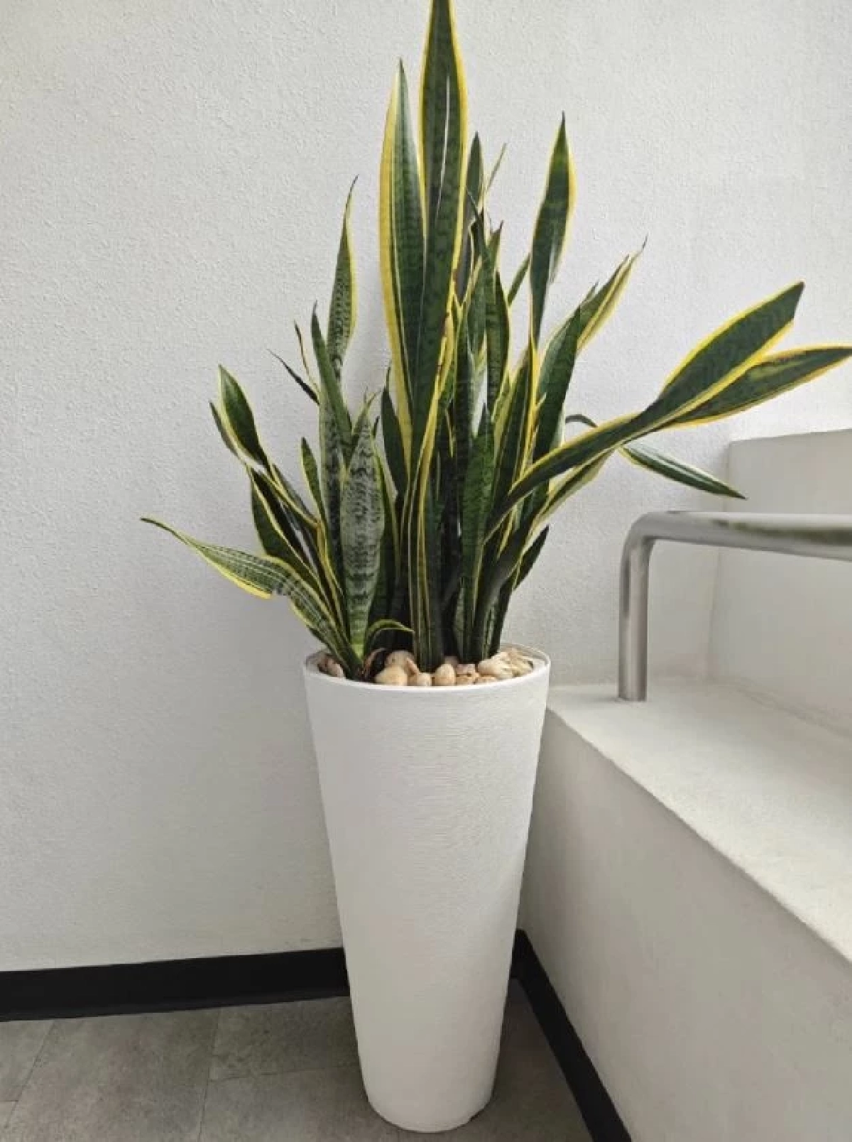 คัดมาแล้ว 5 ต้นไม้ฟอกอากาศ ควรมีติดบ้าน ปลูกง่าย ความหมายมงคล