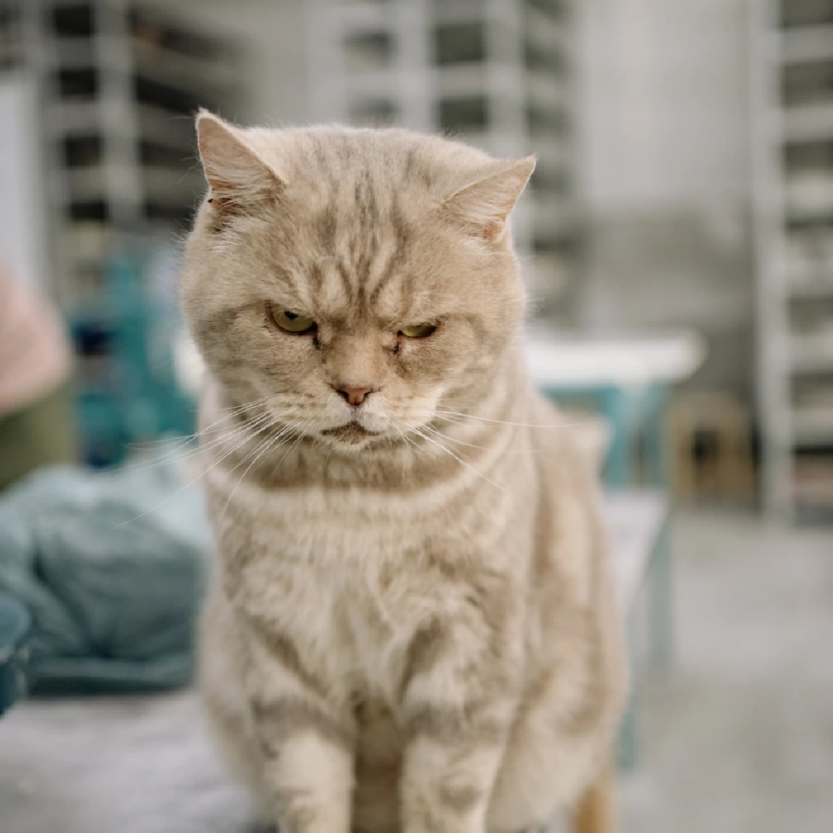 เปิดสาเหตุแมวรำคาญเจ้าของ พร้อมวิธีสังเกตภาษากายที่ทาสควรรู้