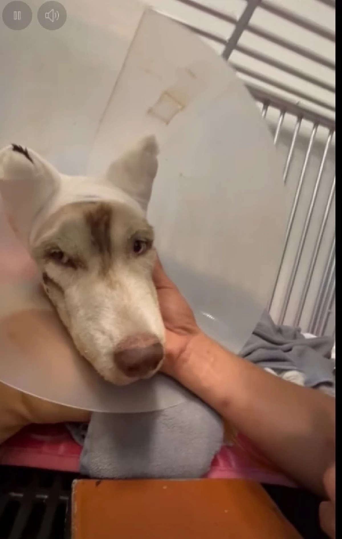 เผยอาการล่าสุด "มอลลี่" ยังน่าห่วง ล่าสุดรู้ตัวผู้ต้องสงสัยแล้ว