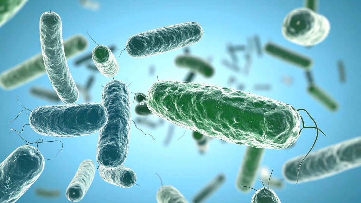  ฮันตาไวรัสภัยใกล้ตัว ยืนยันพบร่องรอยเชื้อในหนูใกล้บ้านผู้เสียชีวิต