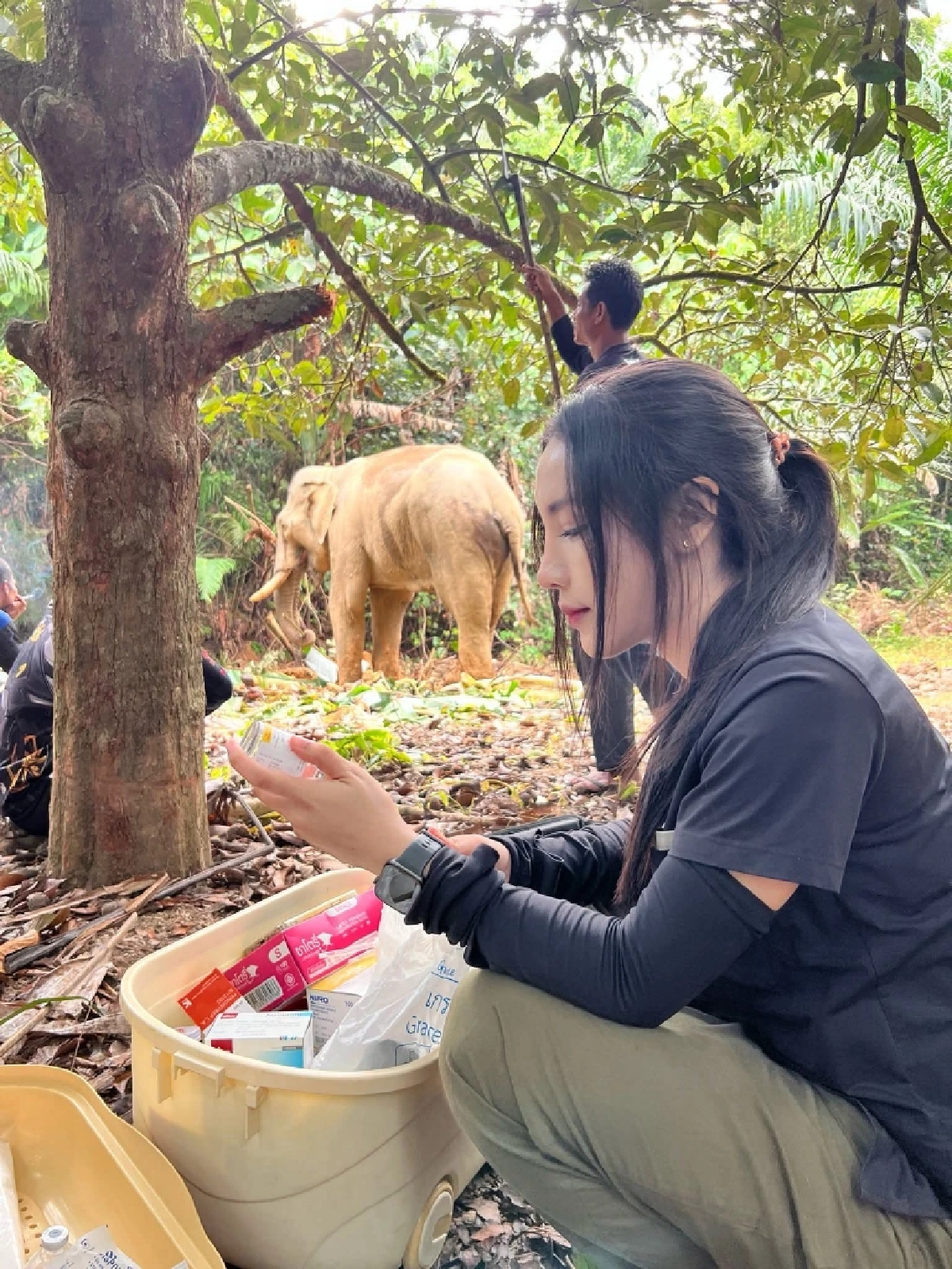 อัปเดตอาการพลายเดียว ช้างตกเขาที่พังงา ล่าสุดหมอโบว์เข้าช่วยแล้ว