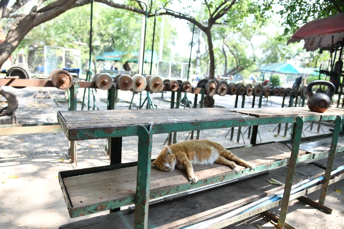 กทม. เร่งช่วยแมวสวนลุมฯ ติดเชื้อรากินเนื้อไปรักษา พร้อมคุมเข้มมาตรการปล่อยสัตว์ทิ้ง