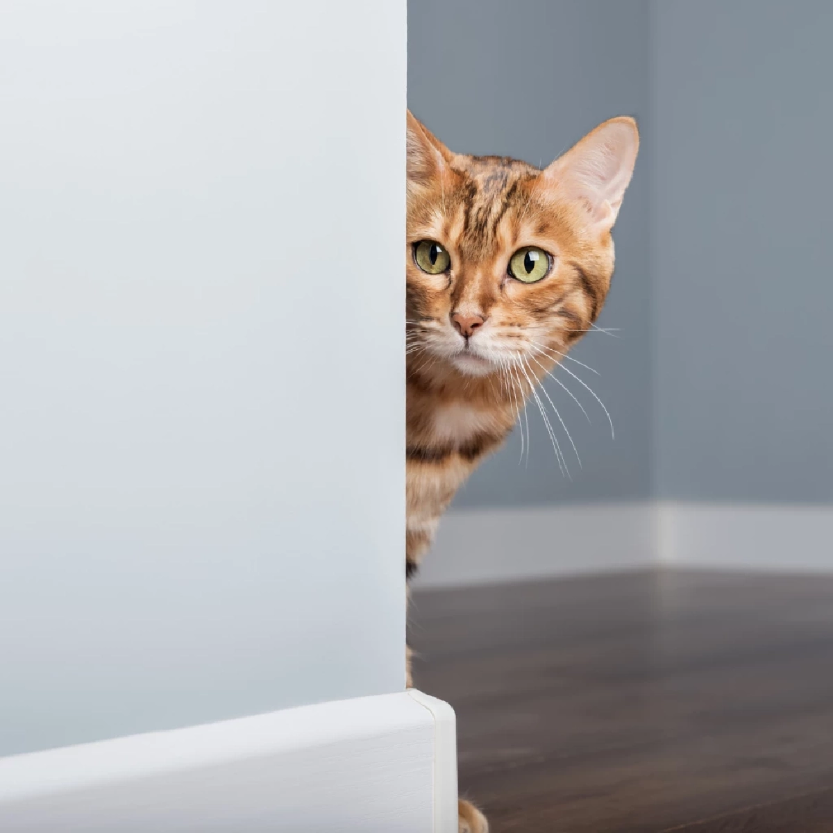 4 เหตุผลทำไมแมวไม่ชอบให้ปิดประตู พร้อมวิธีแก้ปัญหาฉบับทาสมือโปร