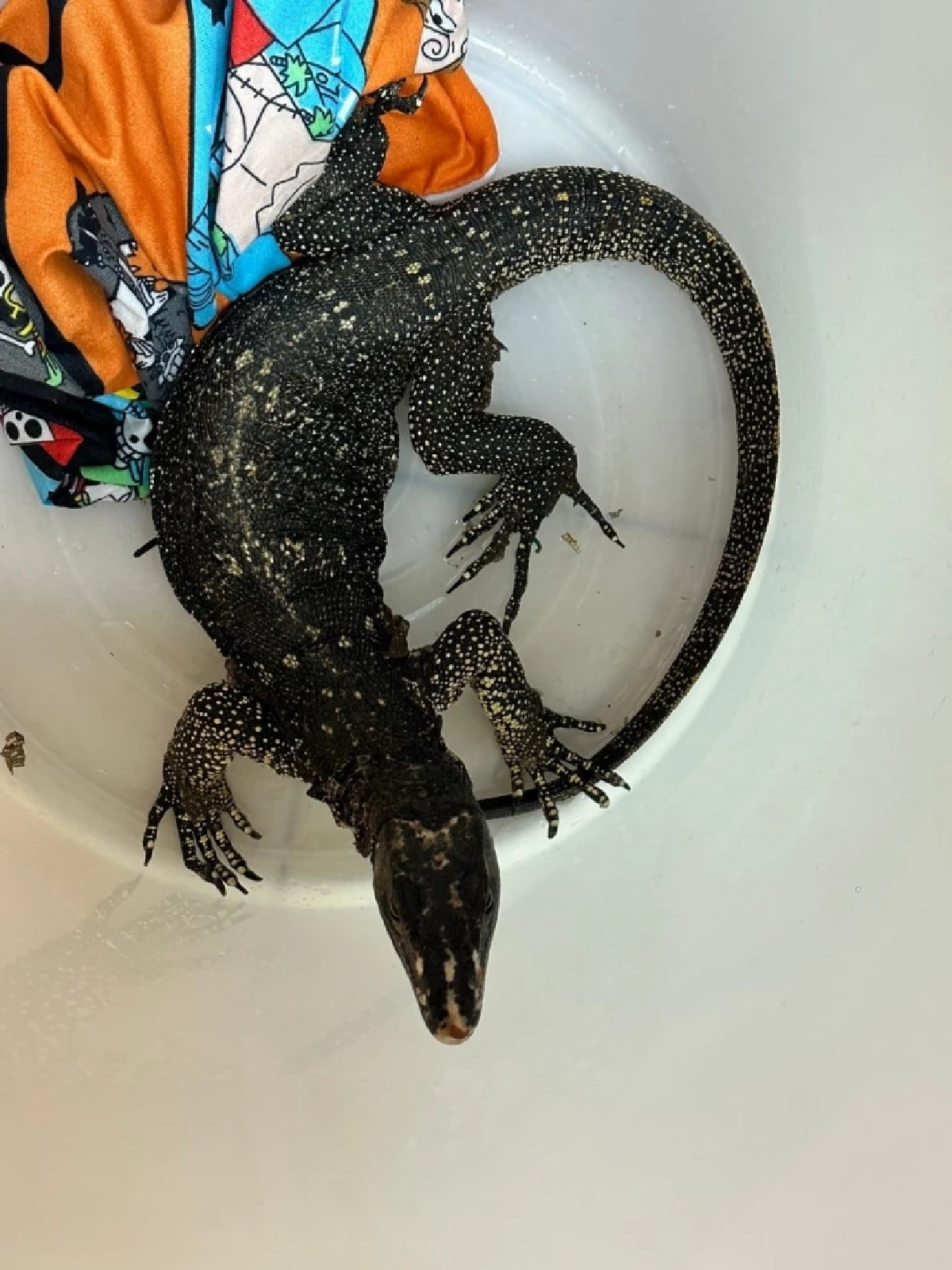 สกัดขบวนการค้าสัตว์ป่าข้ามชาติ! รวบหนุ่มไทยซุก ตะกวด–โอพอสซัม