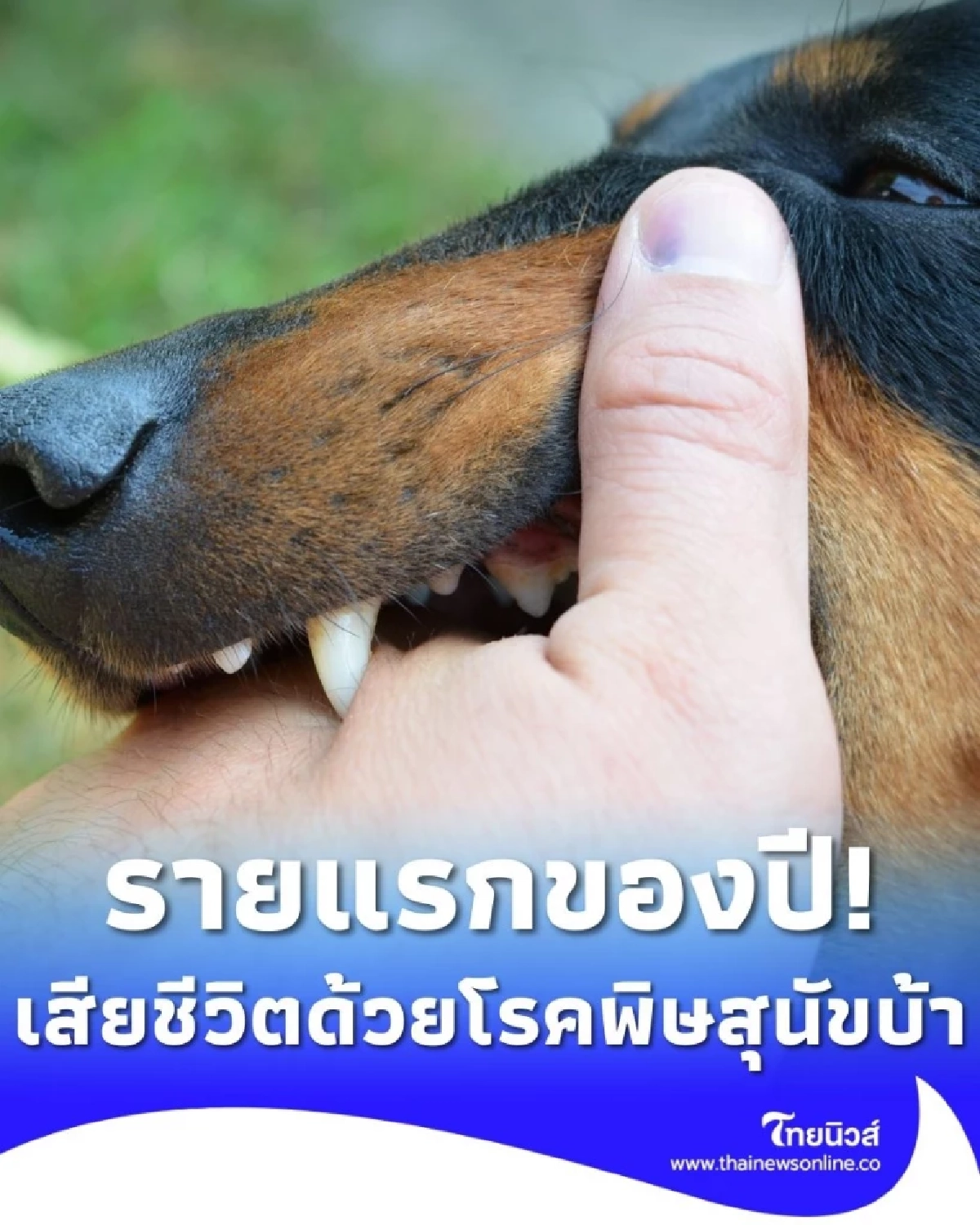 รายแรกของปี! ชายวัย 36 ปี จ.ระยอง เสียชีวิตจากโรคพิษสุนัขบ้า