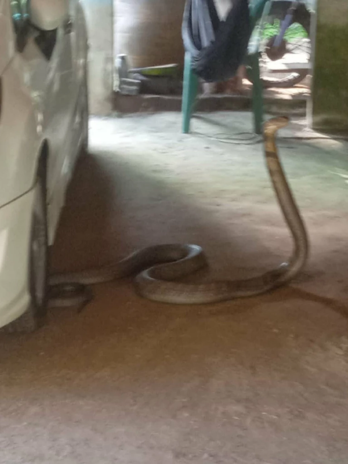 ฮือฮา งูจงอางยักษ์เข้าบ้าน เลื้อยชูคอขู่หน้ารถ ก่อนหลุดโฟกัส