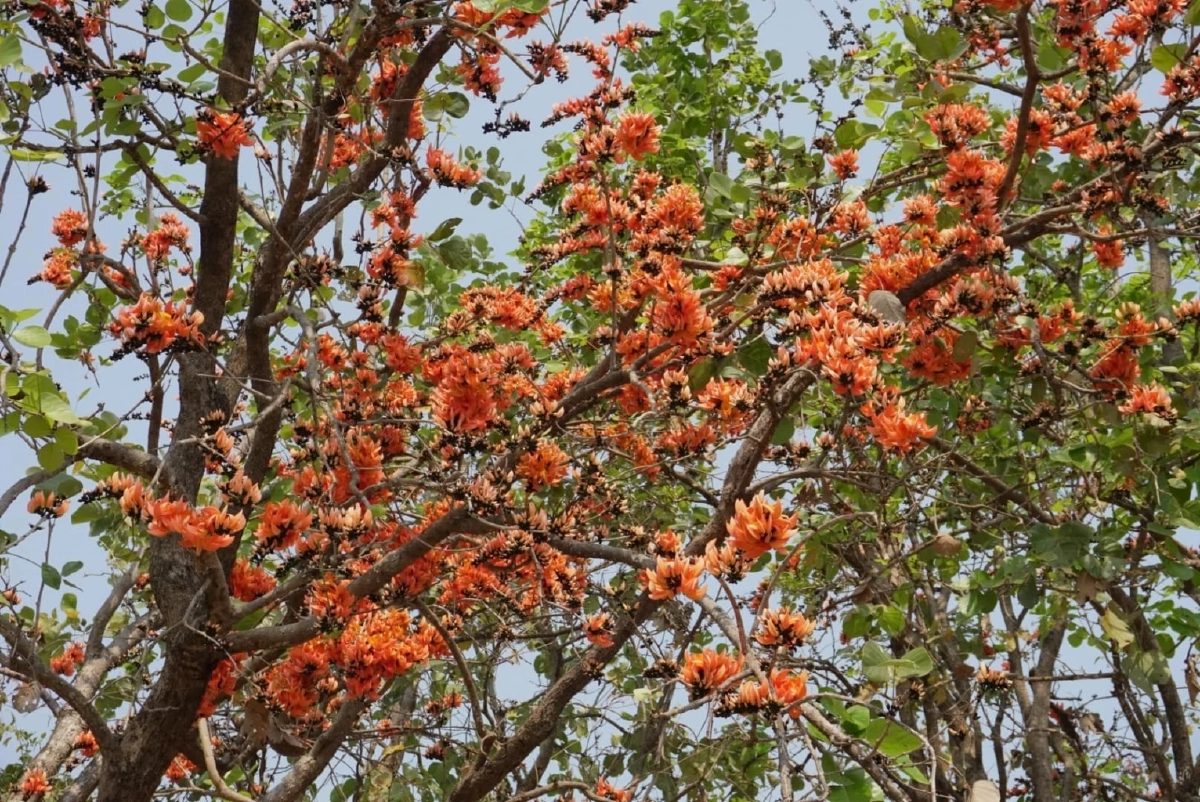 ทองกวาว บานสะพรั่ง อวดส้มสดใสรับลมร้อน สัญลักษณ์สีสันต้นฤดู