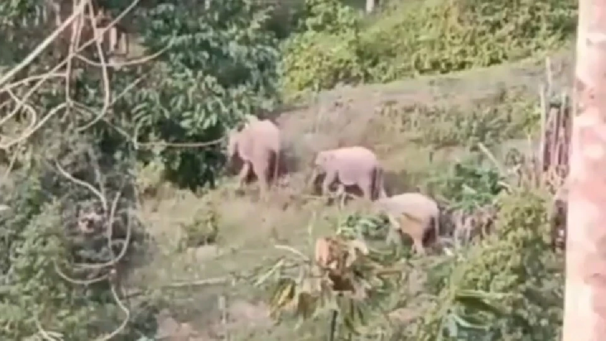 ลุ้นระทึก เจ้าหน้าที่บุกผลักดัน พลายหูแหว่ง คืนป่าลึก ตลอด 24 ชม.