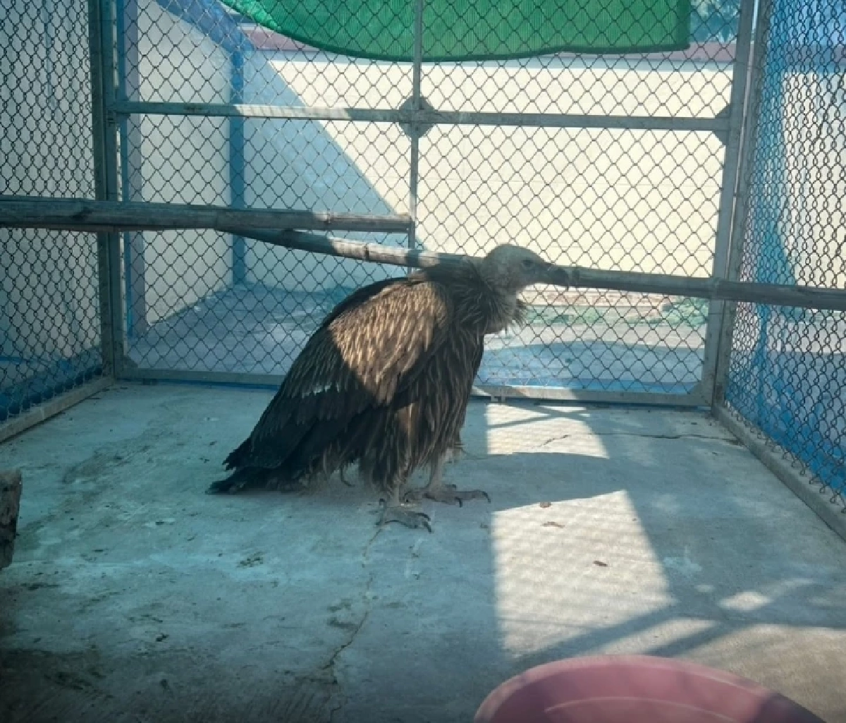 ข่าวดีจากห้วยขาแข้ง! นิกกี้ แร้งสีน้ำตาลหิมาลัย อาการดีขึ้น