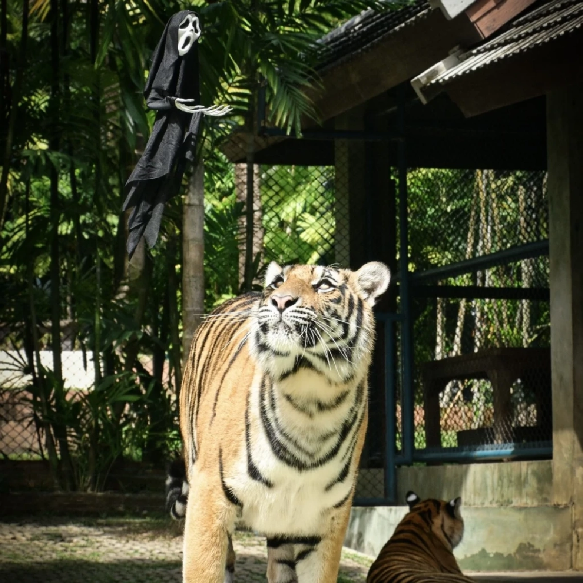 สาเหตุเสียชีวิตเบื้องต้น หลังเสือคุ้มดังเชียงใหม่ ตายกว่า 70 ตัว