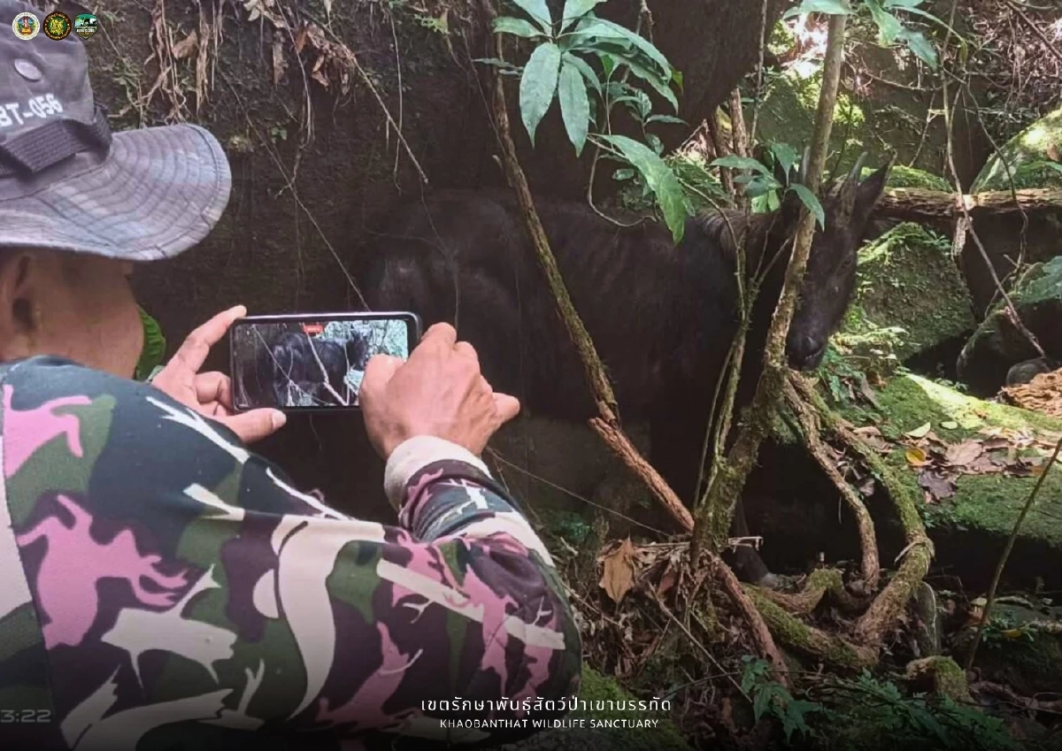 เจ้าหน้าที่พบเลียงผาโผล่อวดโฉม บ่งบอกป่าเขาบรรทัดสมบูรณ์
