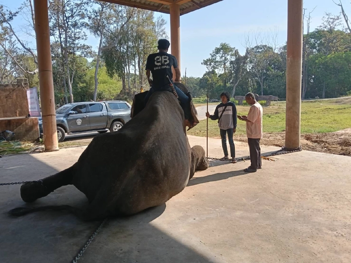 ช้างสุรินทร์ป่วยด่วน! สัตวแพทย์รุดช่วยด่วนหลังได้รับสายแจ้งเหตุ